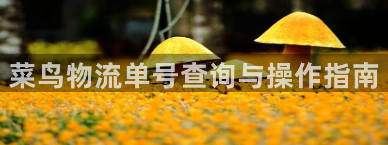 如何下载tp：菜鸟物流单号查询与操作