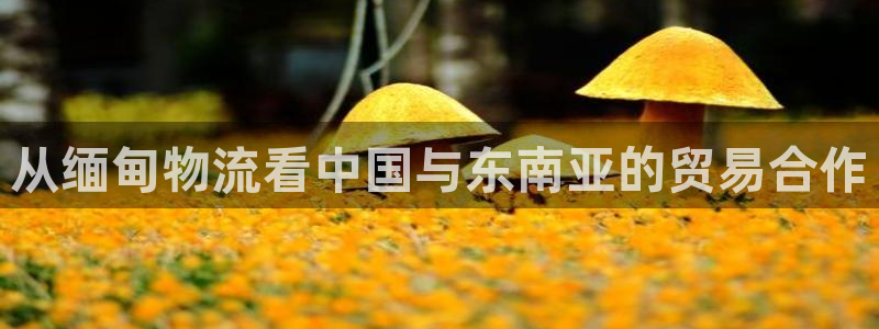 tp钱包里多了4个cat币：从缅甸物