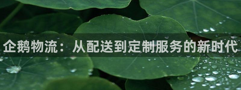 TP钱包官网下载安卓：企鹅物流：从配