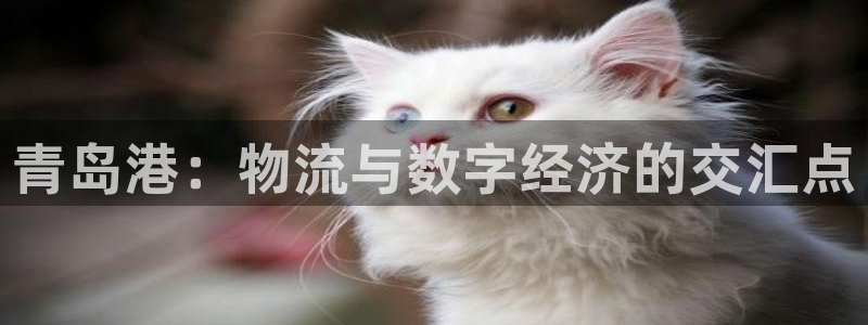 tp钱包上的币怎么卖：青岛港：物流与